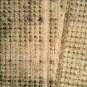 Abstrakte Luftaufnahme von einem Oliven Hain, Symmetrie der Natur vertikal aus 99 Metern Höhe fotografiert, Fine Art, 99 Meter Print von Thorsten Springer