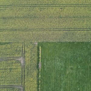 Abstrakte Luftaufnahme vom Deich, Symmetrie der Natur vertikal aus 99 Metern H&ouml;he fotografiert, Fine Art, 99 Meter Print von Thorsten Springer