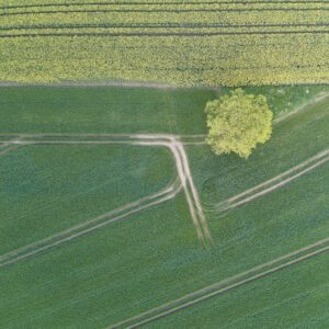 Abstrakte Luftaufnahme eines Feldes, Symmetrie der Natur, Fine Art, 99 Meter Print von Thorsten Springer